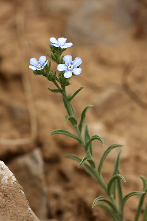 Image of Lappula tadshikorum specimen.