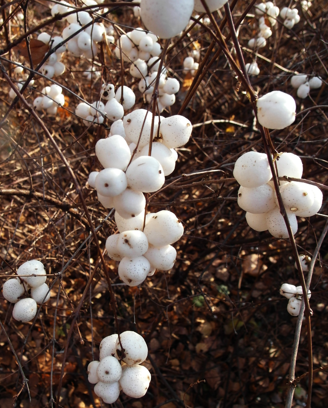 Image of Symphoricarpos albus var. laevigatus specimen.