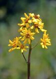 Ligularia altaica