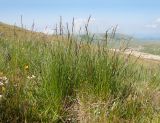 Festuca woronowii