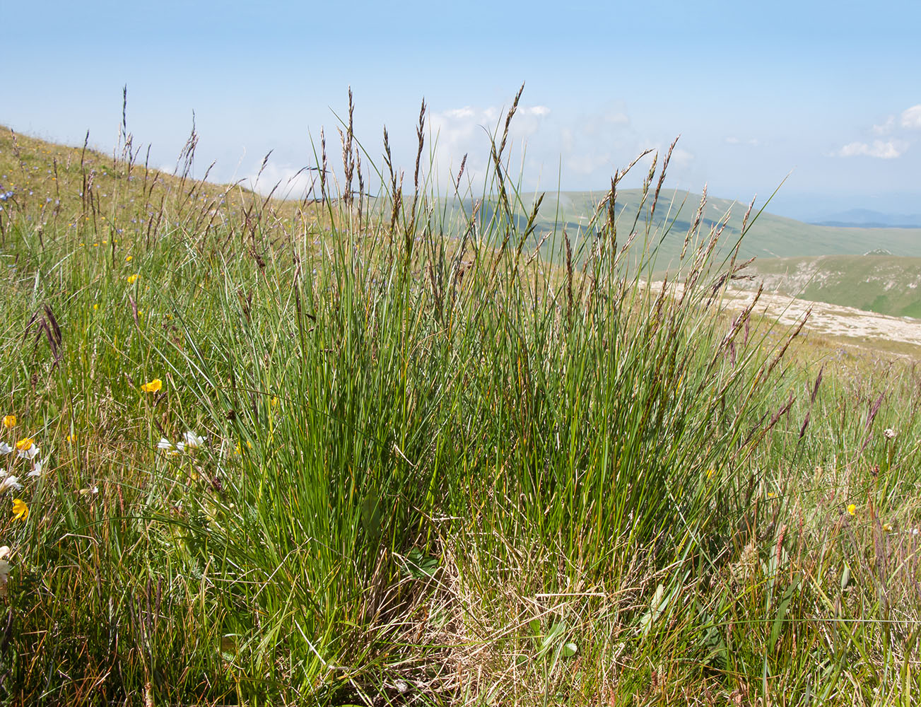 Изображение особи Festuca woronowii.