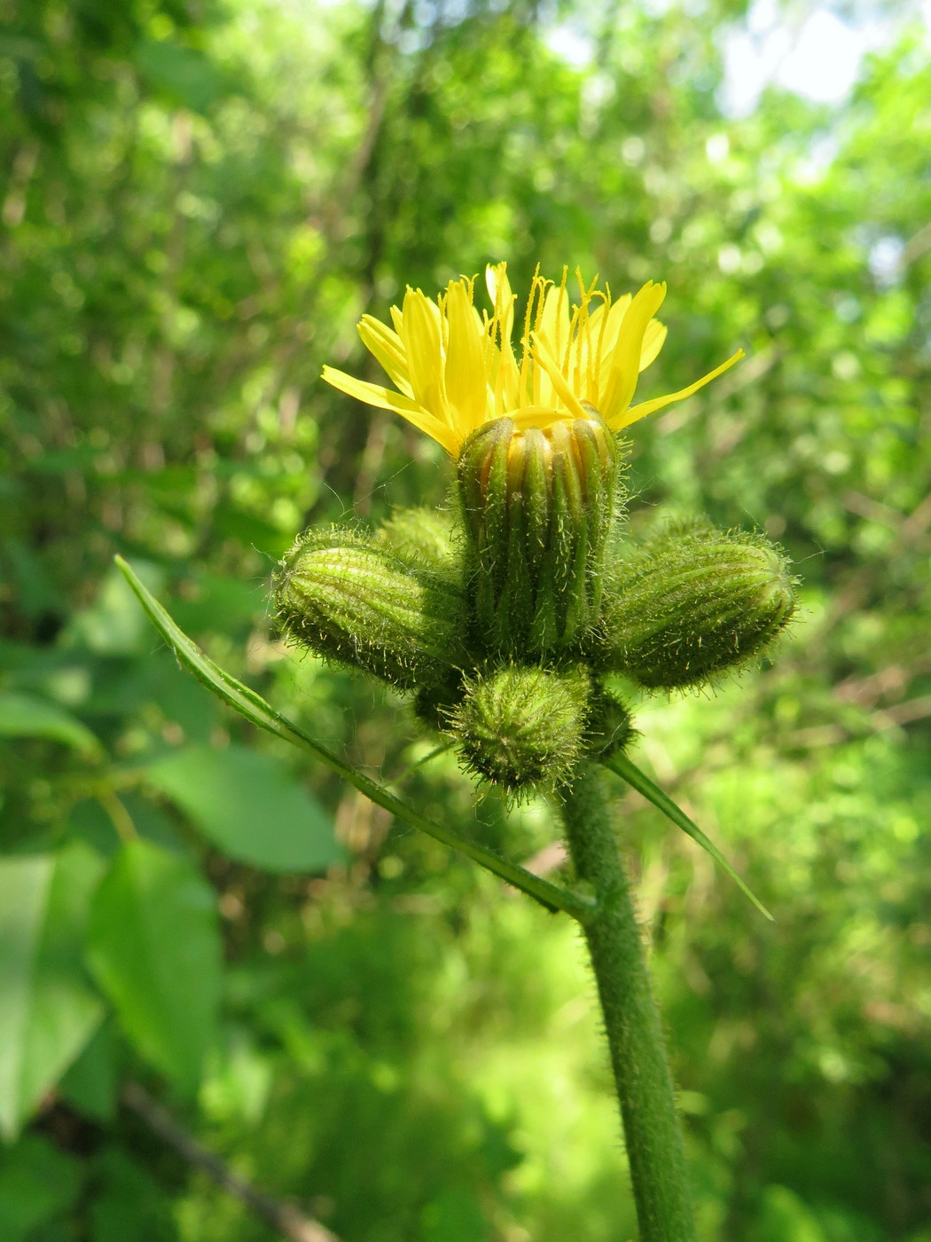 Image of Sonchus palustris specimen.
