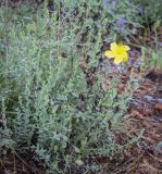 genus Hypericum. Цветущее растение. Москва, ботанический сад МГУ \"Аптекарский огород\", \"Альпийская горка\", в культуре. 03.09.2021.