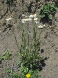 Leucanthemum vulgare