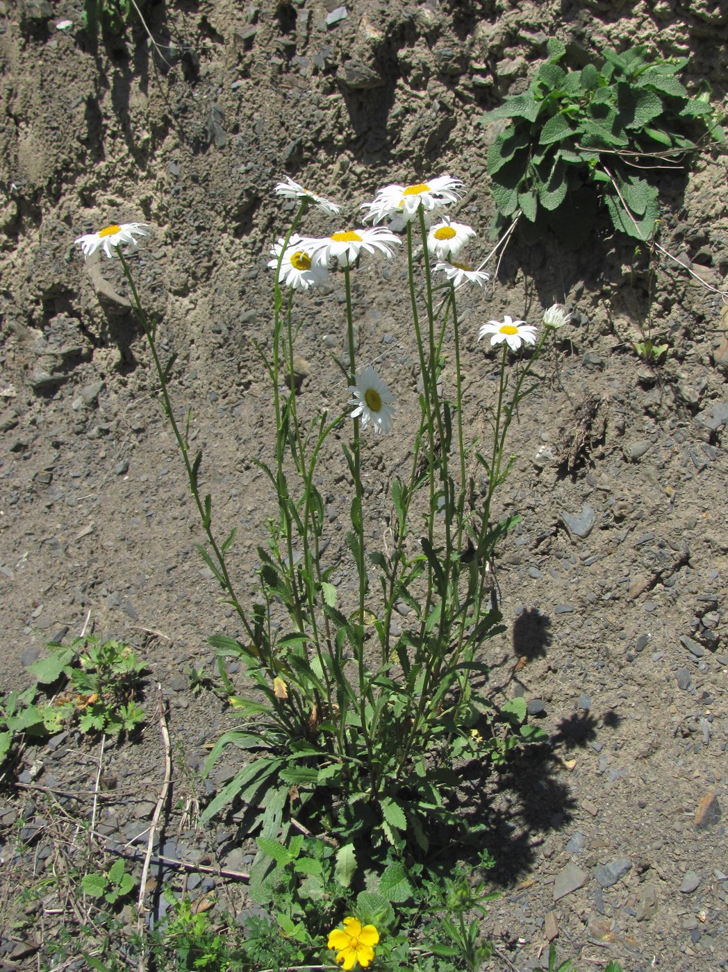 Image of Leucanthemum vulgare specimen.