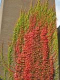 Parthenocissus tricuspidata. Растение с осенней окраской листьев на стене здания. Нидерланды, провинция Гронинген, Харен. 7 октября 2007 г.