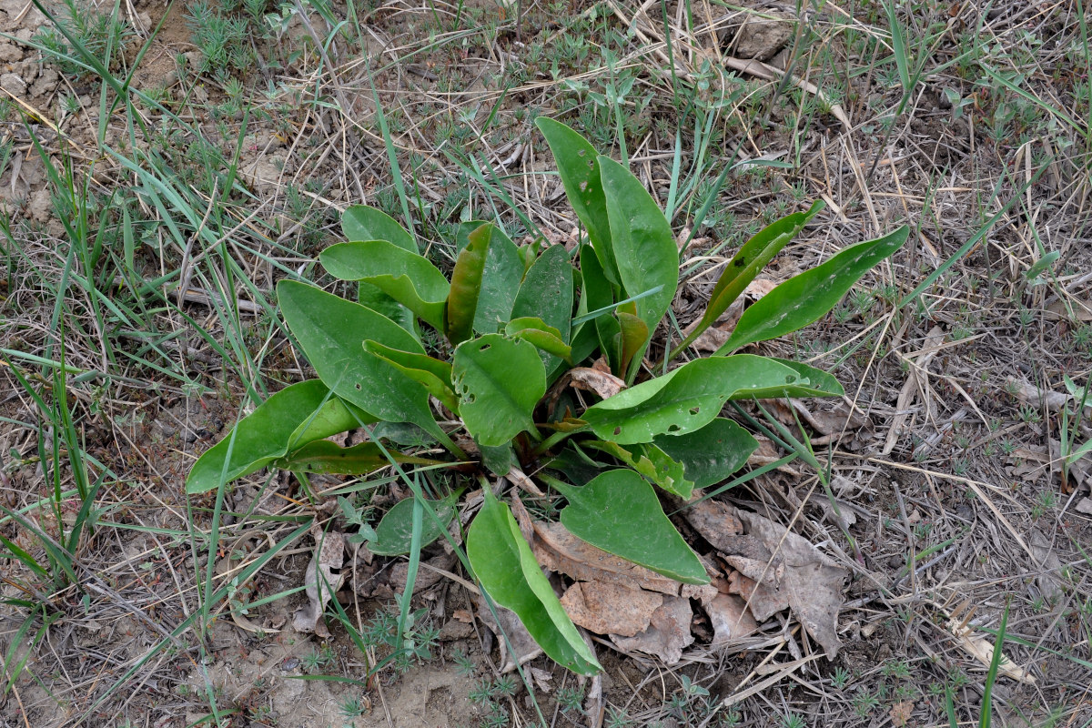 Image of genus Limonium specimen.