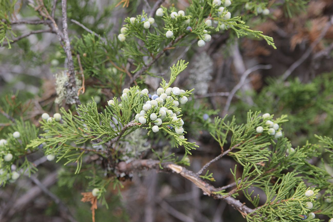 Image of Juniperus sabina specimen.