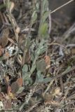 genus Odontarrhena. Молодые побеги и листья в основании растения. Крым, Бахчисарайский р-н, окр. пгт Куйбышево, склон каменистого холма. 02.05.2022.