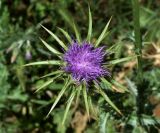 Silybum marianum