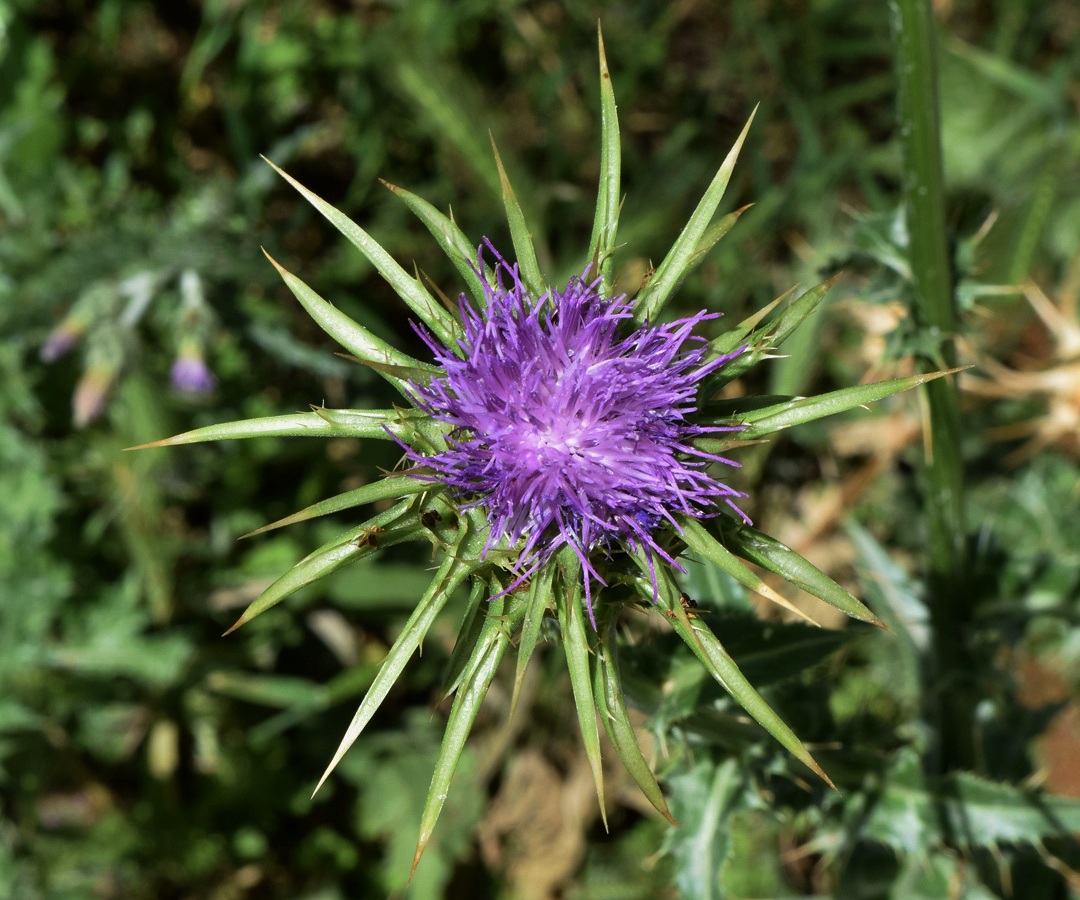 Image of Silybum marianum specimen.