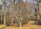 Carpinus betulus. Взрослое растение после листопада. Санкт-Петербург, Петроградский р-н, Ботанический сад им. Петра Великого, участок 7 (парк-дендрарий), в культуре. 12.11.2021.