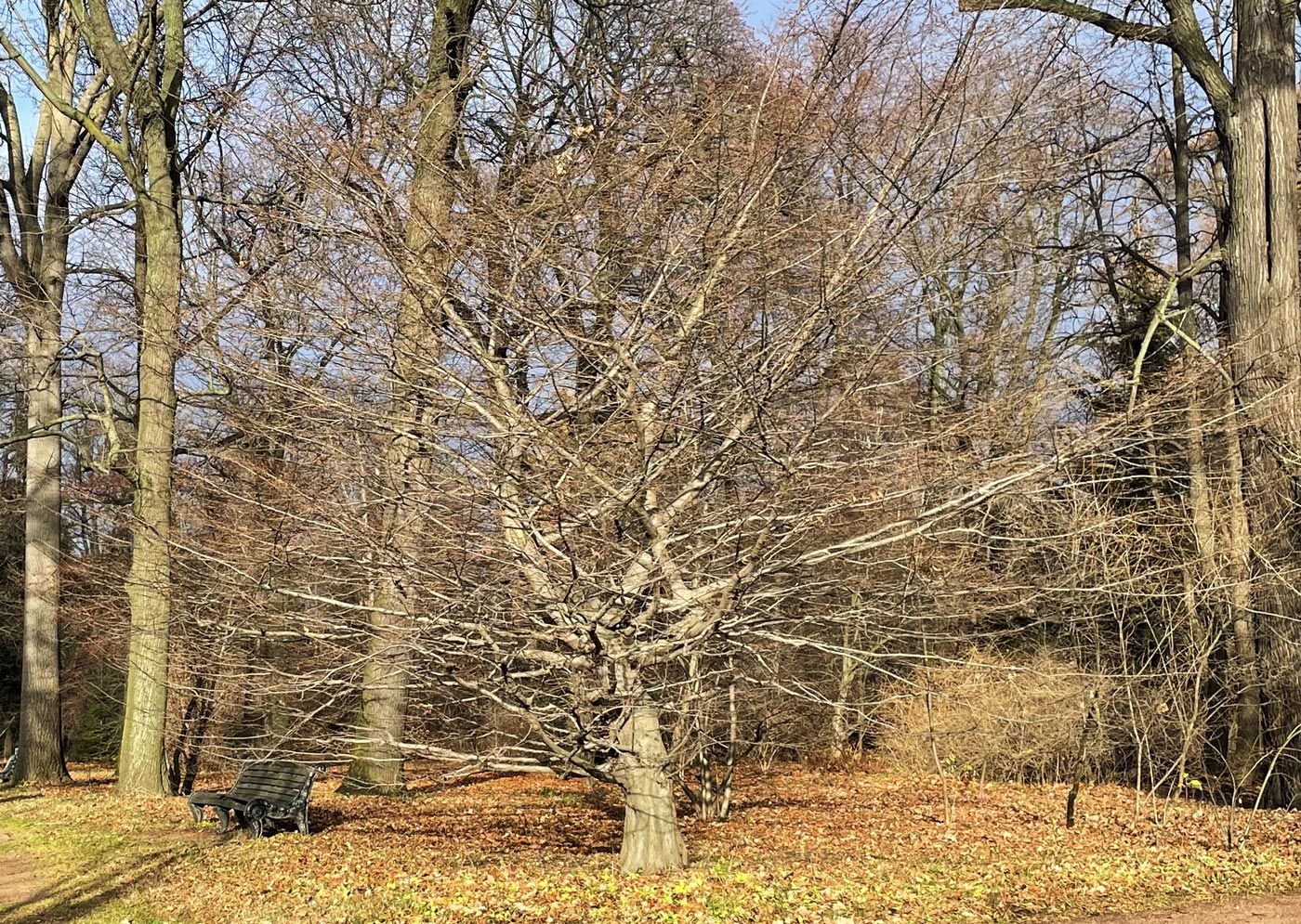 Image of Carpinus betulus specimen.