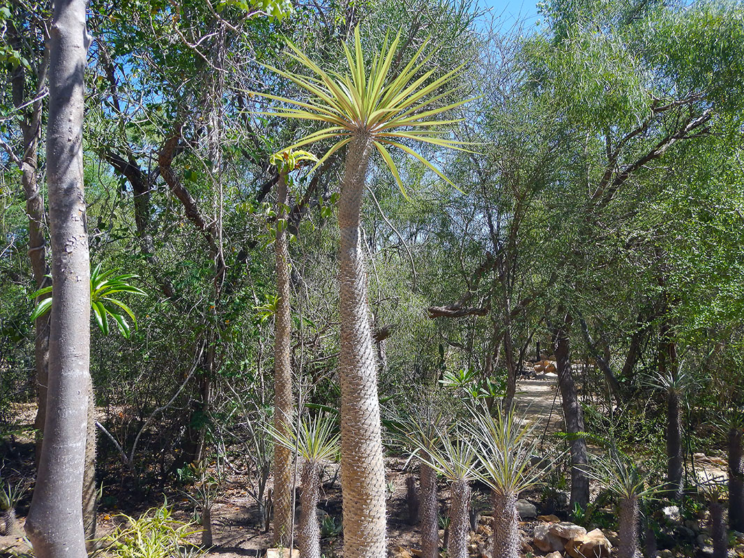 Изображение особи род Pachypodium.