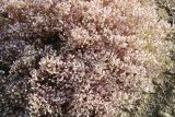 Acanthophyllum versicolor