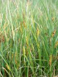 Carex hirta