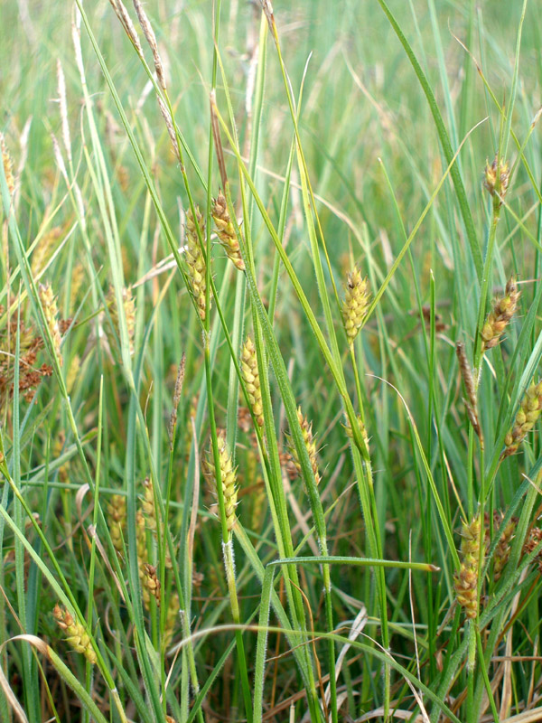 Image of Carex hirta specimen.