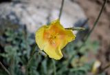 Glaucium squamigerum