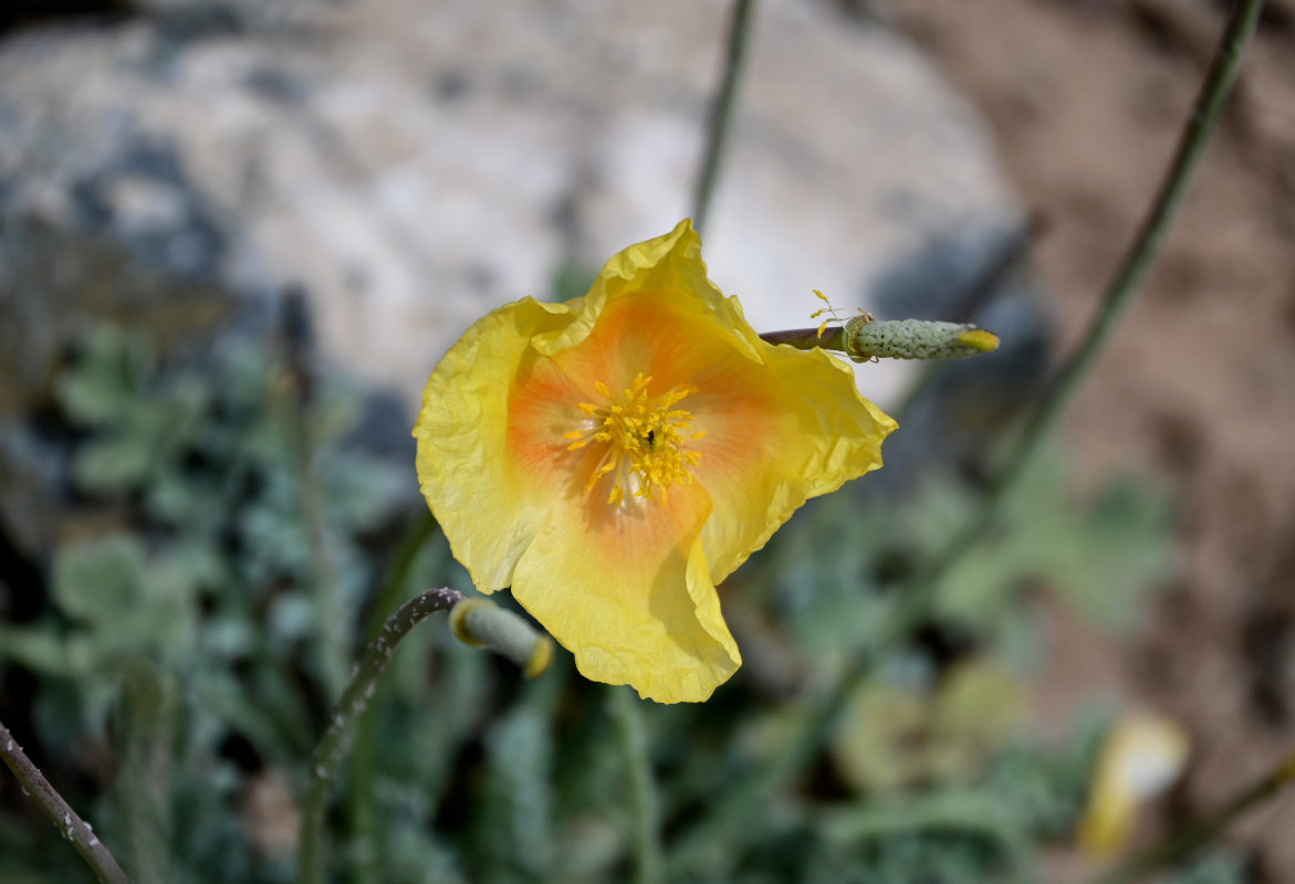 Изображение особи Glaucium squamigerum.