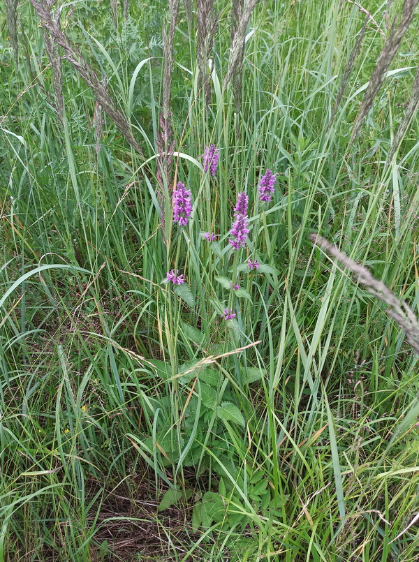 Image of Betonica officinalis specimen.