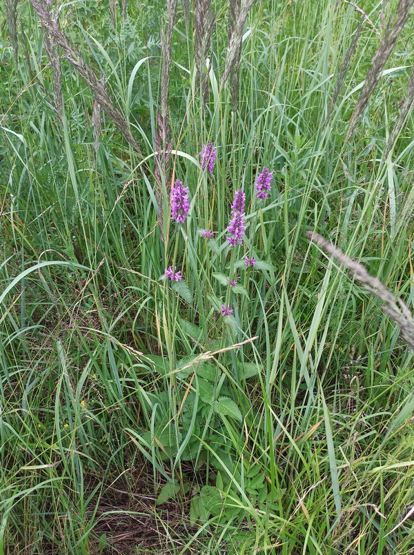 Изображение особи Betonica officinalis.