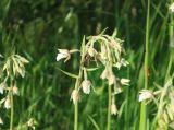 Epipactis palustris