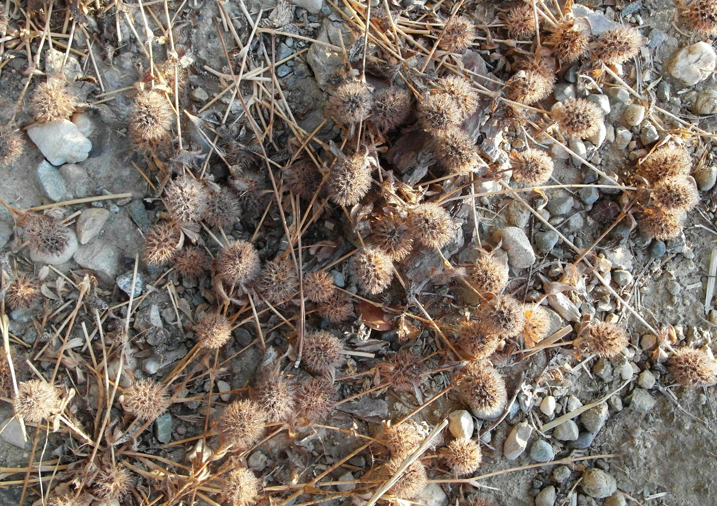 Image of genus Trifolium specimen.