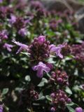 Thymus caucasicus