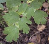 Thalictrum minus. Часть листа. Ханты-Мансийский автономный округ — Югра, Октябрьский р-н, сельское поселение Курымкары, окр. пос. Горнореченск, правый берег р. Обь, сырой смешанный лес. 05.09.2022.