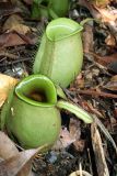 Nepenthes ampullaria. Ловчие кувшинчики. Малайзия, штат Саравак, национальный парк \"Бако\". 30.04.2008.