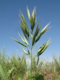 Bromus danthoniae