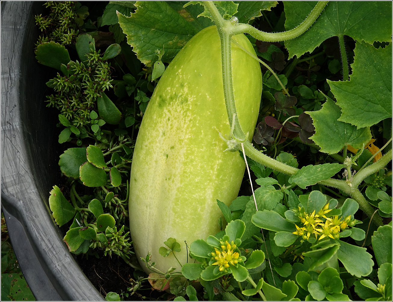 Изображение особи Cucumis sativus.