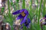 Pulsatilla patens