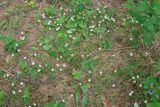 Moneses uniflora