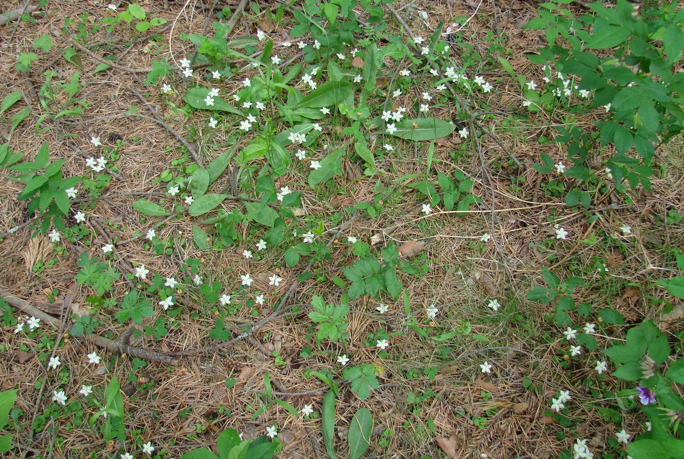 Image of Moneses uniflora specimen.