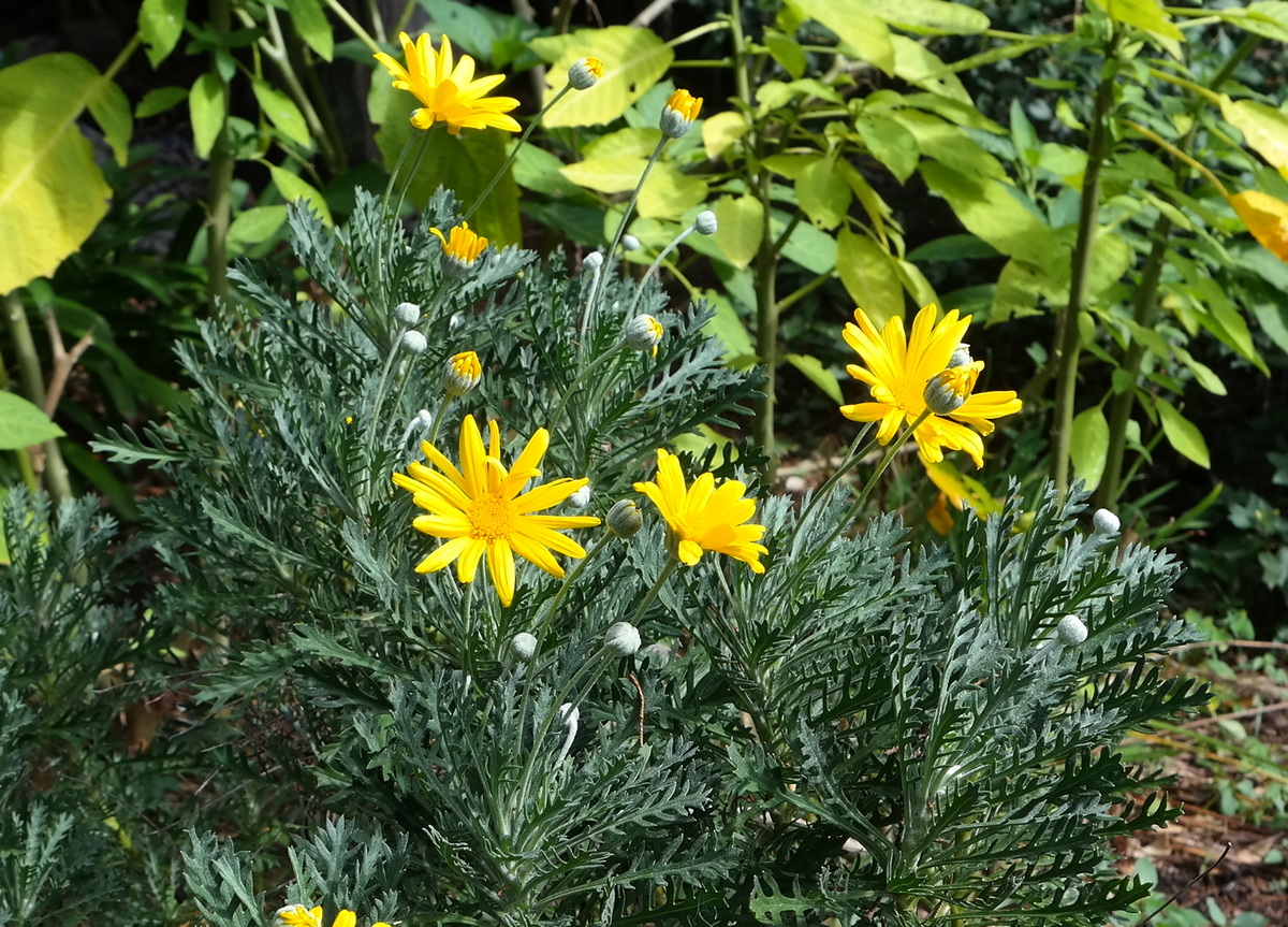 Image of Euryops pectinatus specimen.