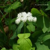 Thalictrum filamentosum. Верхушка побега с соцветием. Приморский край, Уссурийский гор. округ, Горнотаёжный дендрарий ДВО РАН. 23.05.2010.
