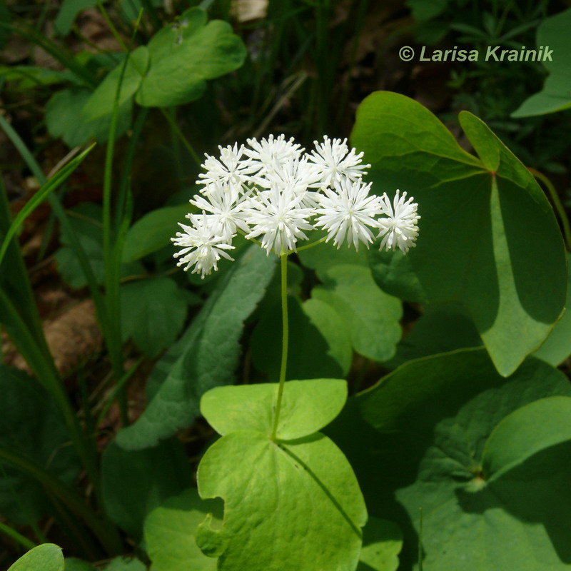 Изображение особи Thalictrum filamentosum.