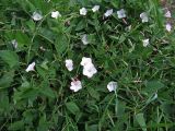 Convolvulus arvensis