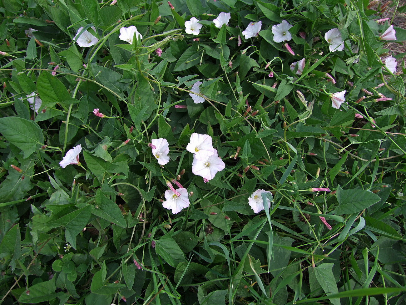 Image of Convolvulus arvensis specimen.