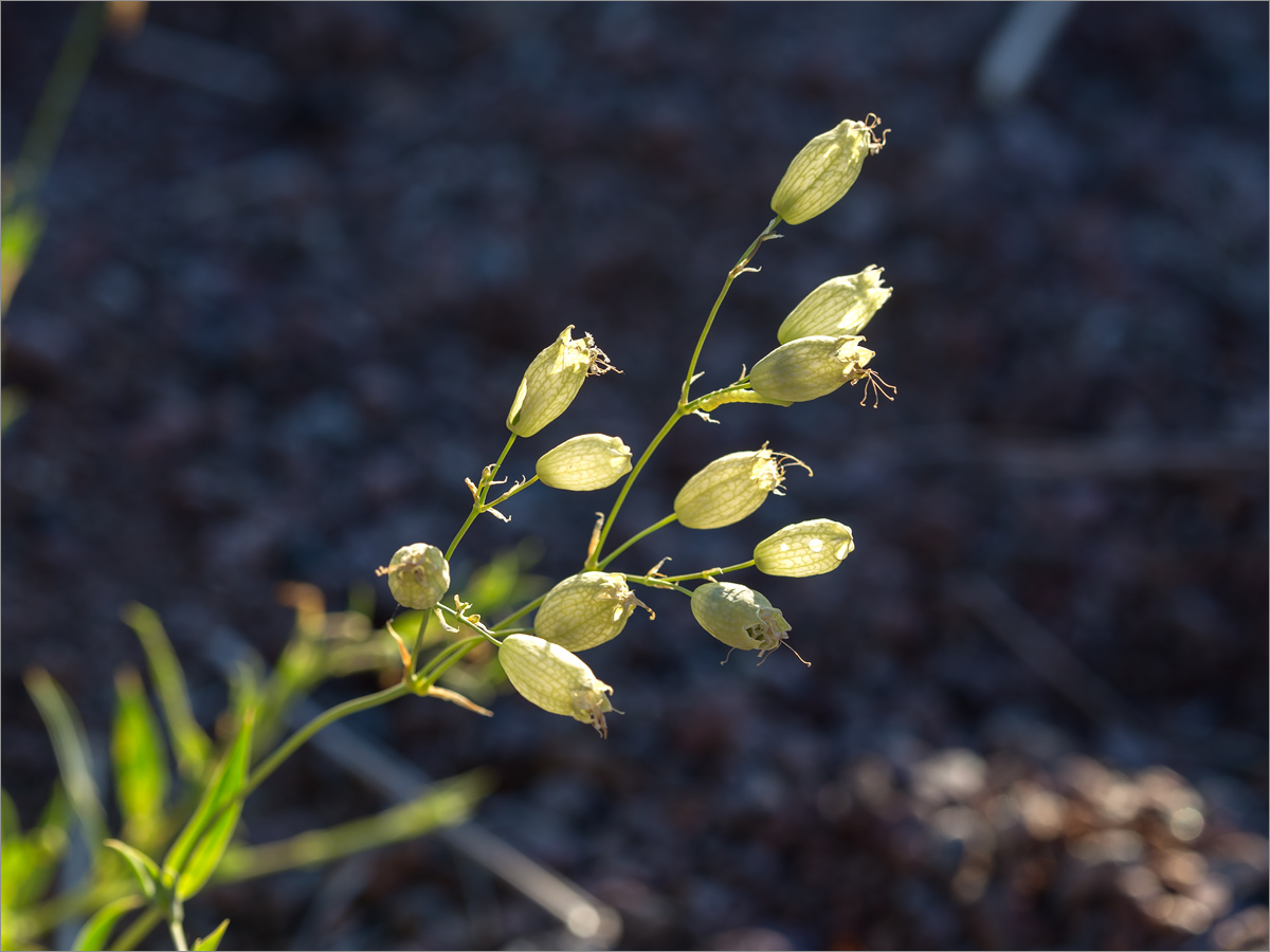 Изображение особи Oberna littoralis.