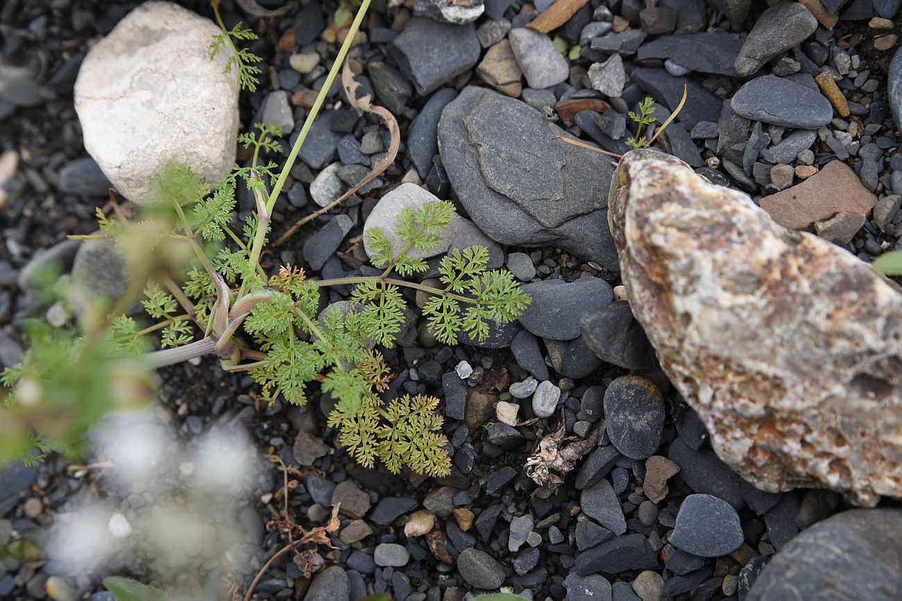 Image of Astrodaucus orientalis specimen.