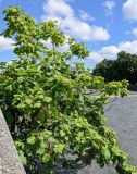 Catalpa ovata. Цветущее и плодоносящее растение. Северная Осетия, Владикавказ, берег реки. 23.07.2022.