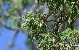 genus Juniperus. Верхушка ветви. Киргизия, Джалал-Абадская обл., Западный Тянь-Шань, берег оз. Кара-Камыш, ≈ 1800 м н.у.м., использующийся под выпас луговой участок. 14.07.2022.