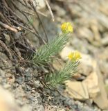 Linaria markotchensis