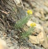 Linaria markotchensis. Цветущие растения. Краснодарский край, Черноморское побережье Кавказа, территория м/о г. Геленджик, севернее с. Кабардинка, Маркотхский хр., Пенайская щель, каменистая осыпь. 13 июня 2019 г.