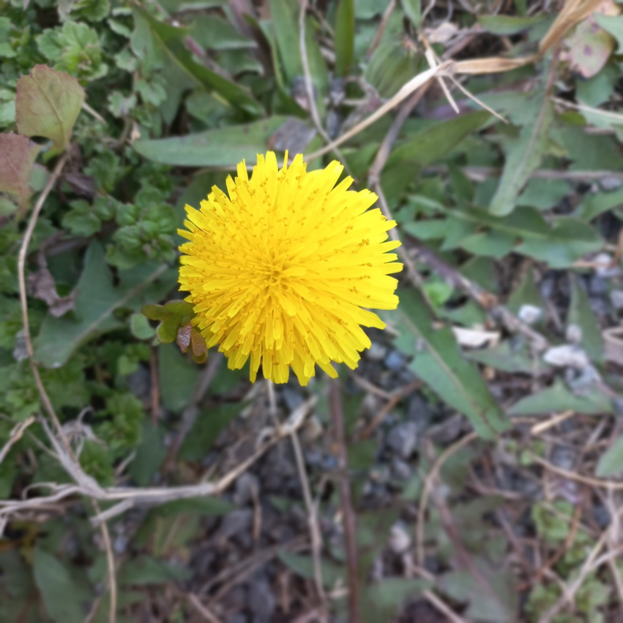 Изображение особи Taraxacum officinale.