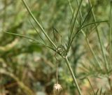 Scabiosa ochroleuca. Листья в верхней части стебля (в основании соцветия). Белгородская обл., окр. пос. Борисовка, остепнённый луг на склоне под дендрарием заповедника. 03.07.2010.