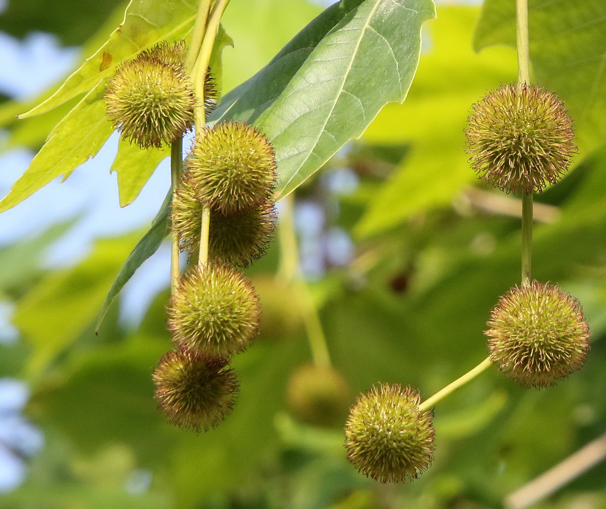 Image of Platanus &times; acerifolia specimen.