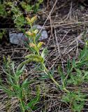 Thermopsis lanceolata